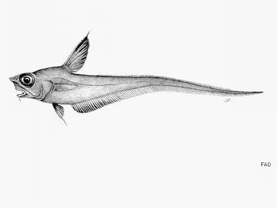 Miller's grenadier (Nezumia milleri)