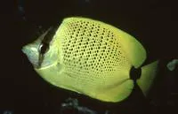 Millet butterflyfish (Chaetodon miliaris)