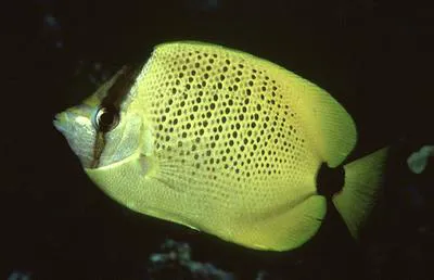 Millet butterflyfish (Chaetodon miliaris)