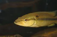 Millet (Crenicichla alta)