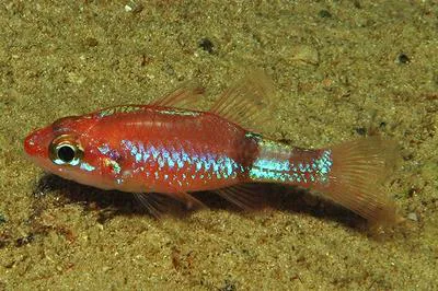 Mimic cardinalfish (Apogon phenax)