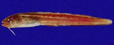Mimic cusk-eel (Ophidion imitator)