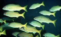 Mimic goatfish (Mulloidichthys mimicus)
