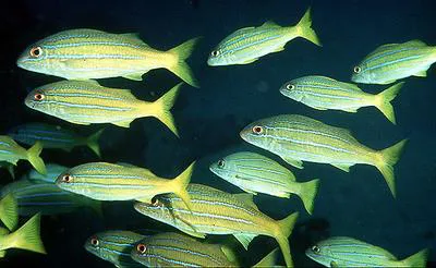 Mimic goatfish (Mulloidichthys mimicus)