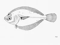 Mimic sandab (Citharichthys gordae)