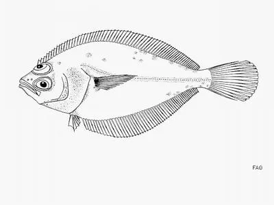 Mimic sandab (Citharichthys gordae)