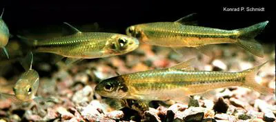 Mimic shiner (Notropis volucellus)
