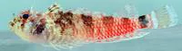 Mimic triplefin (Enneanectes jordani)