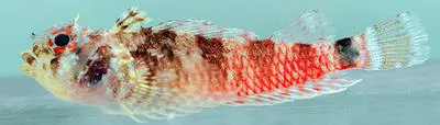Mimic triplefin (Enneanectes jordani)