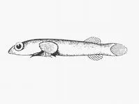 Mini-clingfish (Pherallodus smithi)
