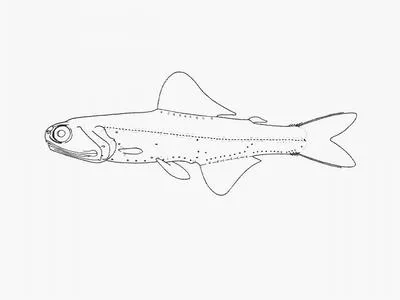 Minispotted lanternfish (Gymnoscopelus microlampas)
