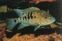 Minkley's cichlid (Herichthys minckleyi)