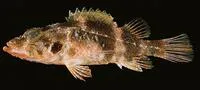 Minor scorpionfish (Scorpaenodes minor)