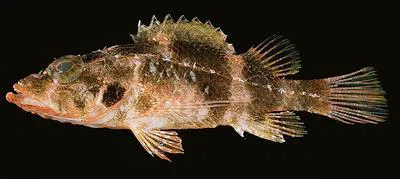 Minor scorpionfish (Scorpaenodes minor)