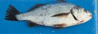 Minor stardrum (Stellifer minor)