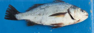 Minor stardrum (Stellifer minor)