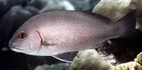 Minstrel sweetlips (Plectorhinchus schotaf)