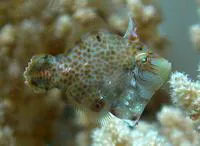 Minute leatherjacket (Rudarius minutus)