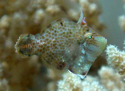 Minute leatherjacket (Rudarius minutus)