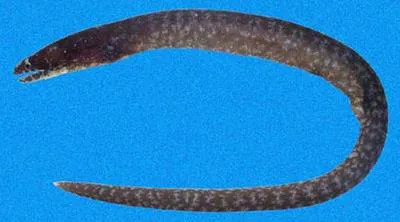 Minute moray (Anarchias galapagensis)