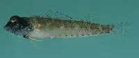 Minute triplefin (Enneapterygius philippinus)