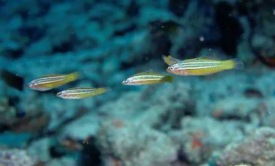 Minute wrasse (Minilabrus striatus)