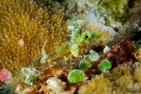 Miracle triplefin (Enneapterygius mirabilis)