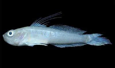 Miraflores goby (Microgobius miraflorensis)