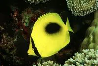 Mirror butterflyfish (Chaetodon speculum)