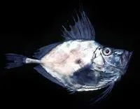 Mirror dory (Zenopsis nebulosa)