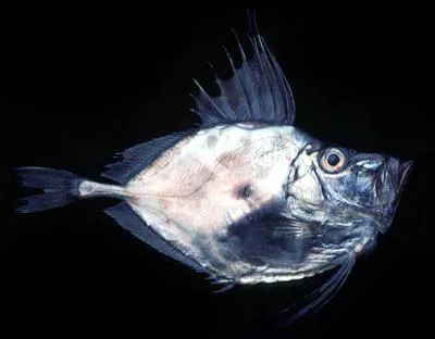 Mirror dory (Zenopsis nebulosa)