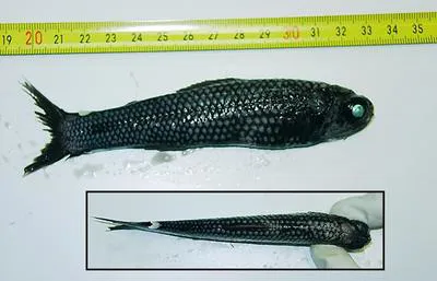 Mirror lanternfish (Lampadena speculigera)