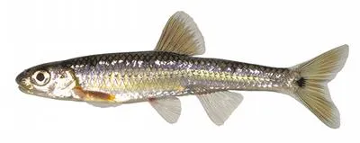 Mirror shiner (Notropis spectrunculus)