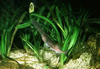 Mississippi paddlefish (Polyodon spathula)