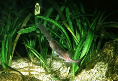 Mississippi paddlefish (Polyodon spathula)