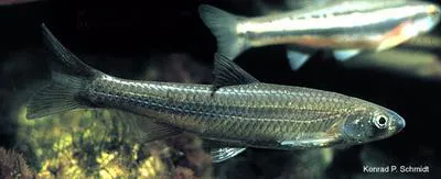 Mississippi silvery minnow (Hybognathus nuchalis)
