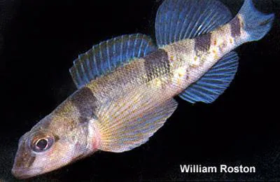 Missouri saddled darter (Etheostoma tetrazonum)