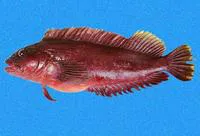 Misspelled blenny (Labrisomus socorroensis)