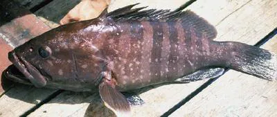 Misty grouper (Hyporthodus mystacinus)