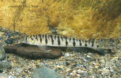 Mobile logperch (Percina kathae)