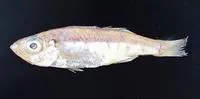 Mochizuki's seabass (Malakichthys mochizuki)