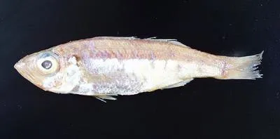 Mochizuki's seabass (Malakichthys mochizuki)
