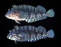 Mock blenny (Labrisomus cricota)