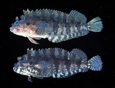 Mock blenny (Labrisomus cricota)