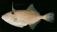Modest filefish (Thamnaconus modestoides)