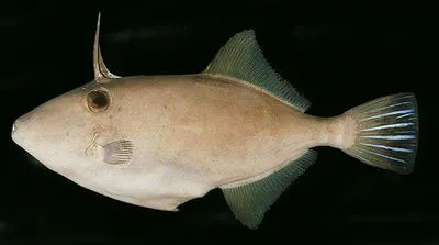 Modest filefish (Thamnaconus modestoides)