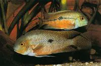 Moga (Hypsophrys nicaraguensis)