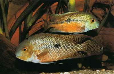Moga (Hypsophrys nicaraguensis)