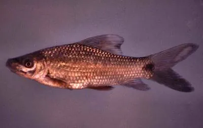 Moggel (Labeo umbratus)