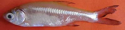 Mola carplet (Amblypharyngodon mola)